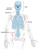 Adult axial skeleton