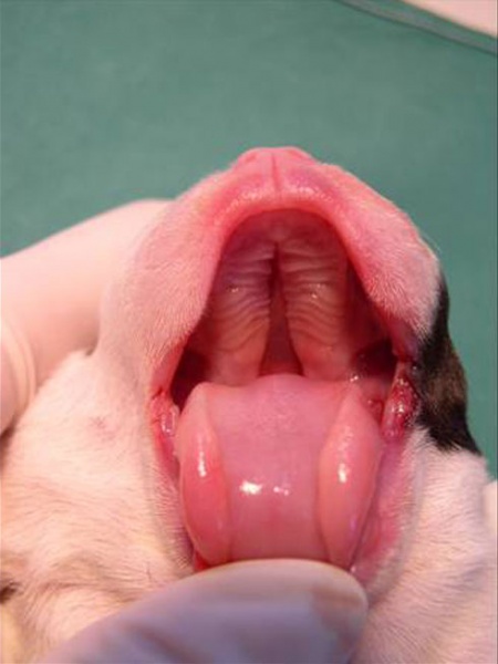File:Dog day0-cleft palate.jpg