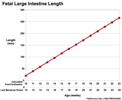 Fetal large Intestine length growth graph.jpg