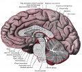 720 Median sagittal section of brain