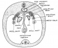 Fig. 4. Foetus at the beginning of the 3rd month