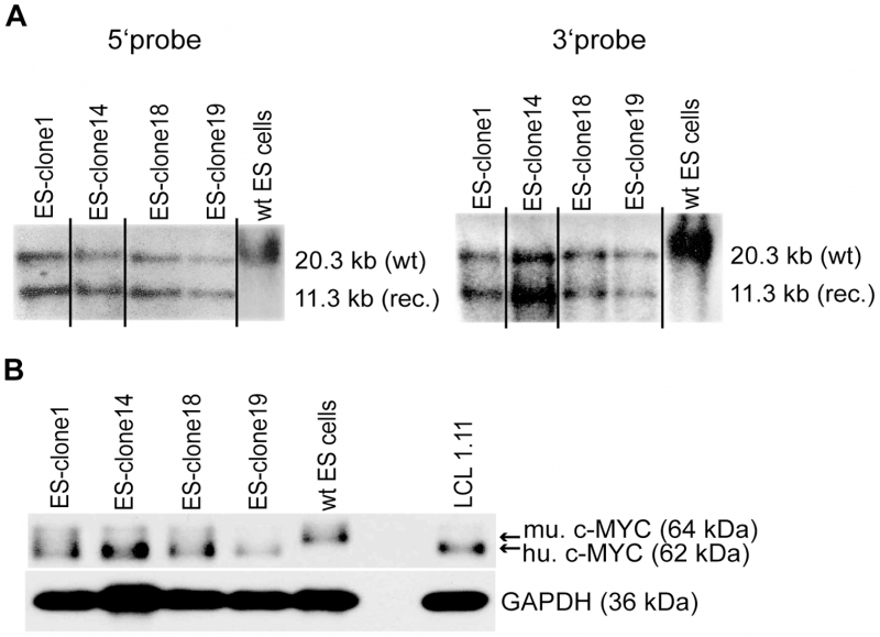 File:Z3333865.homologous recombination and c-MYC2 expression in ES cell clones.png