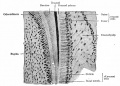 Section through the border of a developing tooth of a new-born puppy