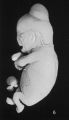 Fig. 6. Embryo No. 597 B.
