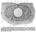 Fig. 10. Diagram of the Ovum of Teacher and Bryce