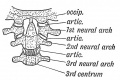 Fig. 59. Atlanto-axio-occipital Articulations