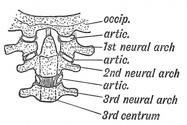 Fig. 59 The nature of the Atlanto-axio-occipital Articulations.