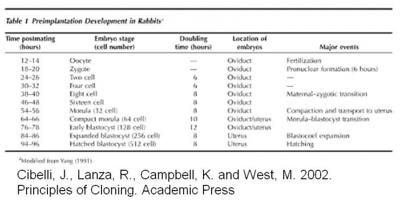 File:Preimplantation Development in rabbits.jpg