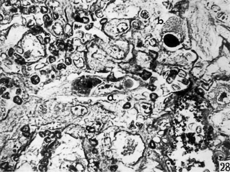 File:Brewer1937 fig28.jpg