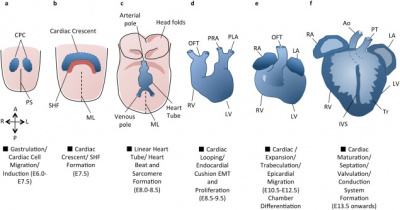 Cardiac Development Overview .jpg
