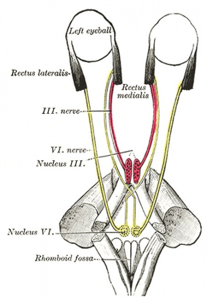 File:Gray0785.jpg