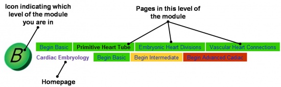 HeartILP draft navigation.jpg