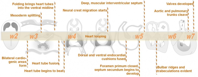 File:Intermediate Heart Development Timeline.jpg