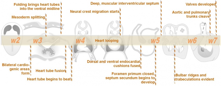 Intermediate Heart Development Timeline.jpg