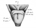 Fig. 337. — The entrance of the larynx in an embryo of 40-42 days 15-16 mm