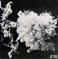 Fig. 270. Filiform villi and a portion of the vesicle from the same specimen. X3.