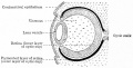 Fig. 463. Developing lens and optic cup.