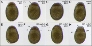 Embryos during late blastula phase and early gastrulation.jpg