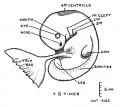 Fig. 42. Outline of a Human Embryo 5 mm in length