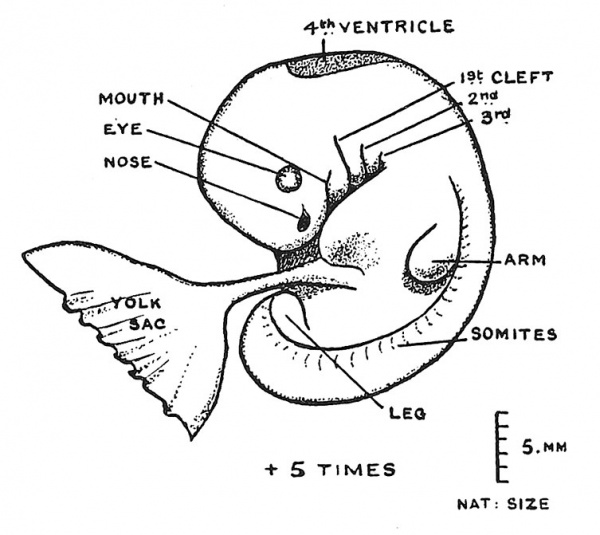 Fig. 42 Human Embryo 5 mm. in length, and in the 5th week of development.