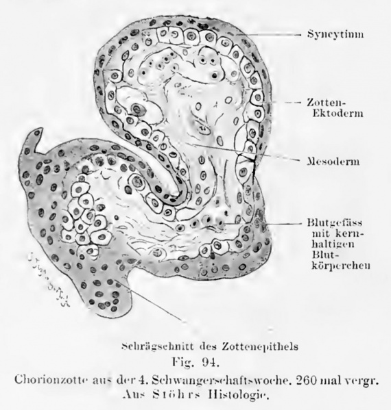 File:Kollmann094.jpg