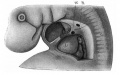 Fig 18 human embryo 9 mm