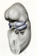 Embryo 6mm