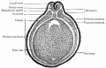 Fig. 33. Transverse section through embryo of frog (Rana fusca).