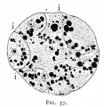 Fig. 57. Section of a 16-cell stage of an ovum of the opossum.