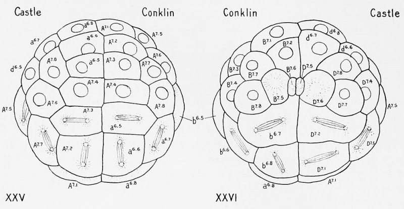 Conklin 1905 fig25-26.jpg