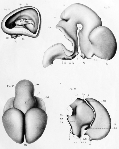 File:Hochstetter1919 plate06.jpg