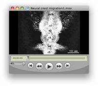 Link=Media:Neural crest migration1.mov