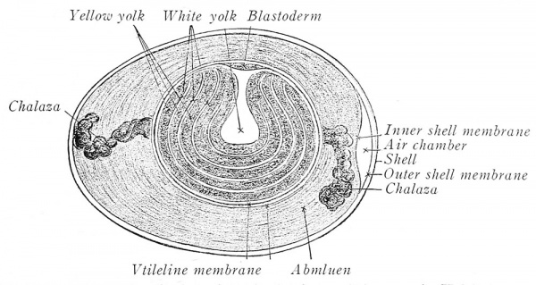 Arey1924 fig006.jpg