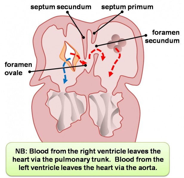 File:Embryonic Heart Blood Flow.jpg