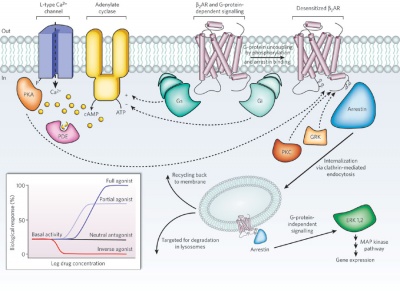 G-protein coupled receptors.jpg