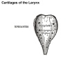 950 epiglottis cartilage