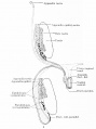 Fig. 658b. Male Genital - After the migration in the male embryo