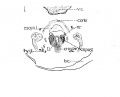 Fig 1 Cross section of human Embryo no. 109 (10.5.) to show cricoid cartilage and M. criooarytaenoideus posterior.