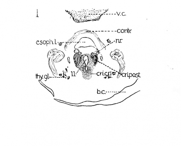 Paper - Studies on the development of the human larynx (1911) - Embryology