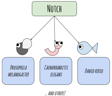 Animals Whose Developmental Processes are Affected by Notch.