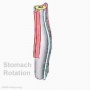 Stomach rotation 01 icon.jpg