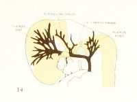 Streeter1921 fig14.jpg