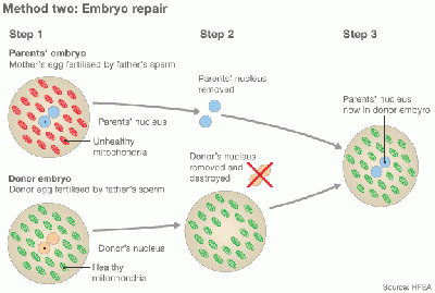 Embryo repair by Cytoplasmic transfer