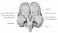 Fig. 435