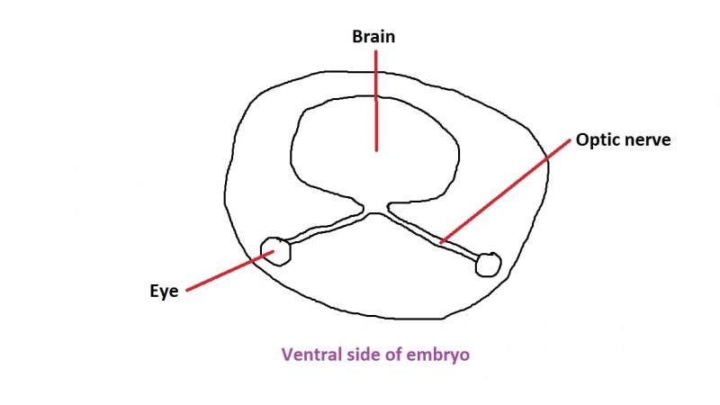 File:Formation of the optic nerve and chiasm 1.jpg