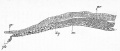 Fig. 17. Transverse section through the front end op the primitive streak of a blastoderm.