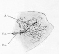 Fig. 517