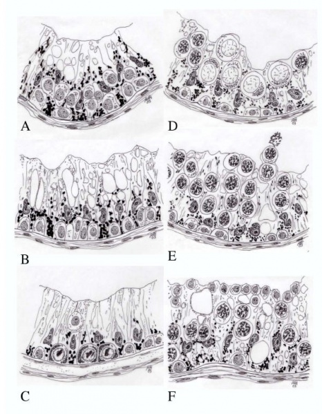 File:Stages of spermatogonia.jpeg