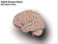 Adult human brain tomography.jpg