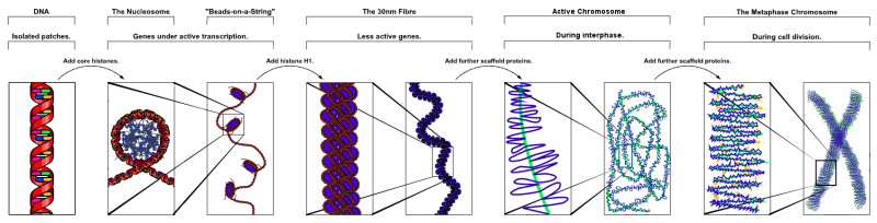 Chromatin Structure.png